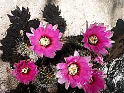 Hedgehog cactus in bloom near the spa