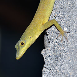 Mr. Lizard, bathroom resident at Petit Byahaut