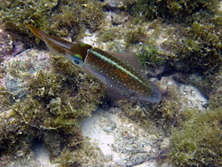 Carribbean reef squid