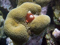 Christmas tree worm on star coral