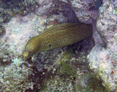 Goldentail moray eel from another angle